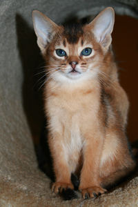 kitten